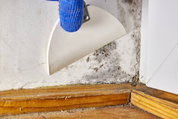 Professional Mold Removal in Bradley Beach, NJ